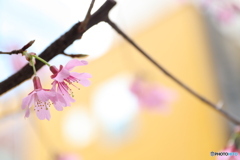 街に咲く花