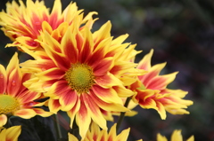 キクの花