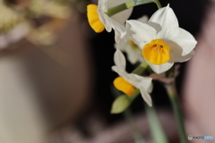 街に咲く花