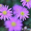 街に咲く花