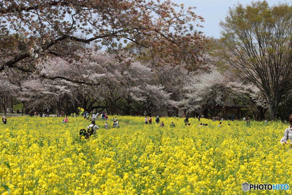 菜の花