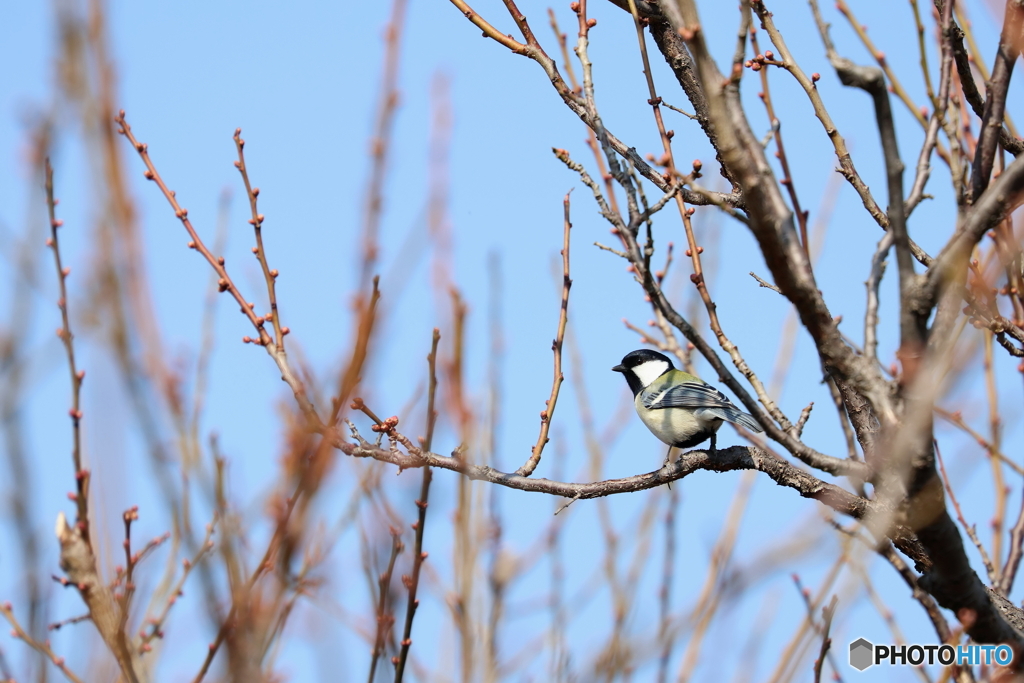 野鳥