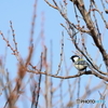 野鳥