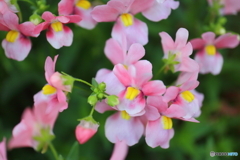 街に咲く花
