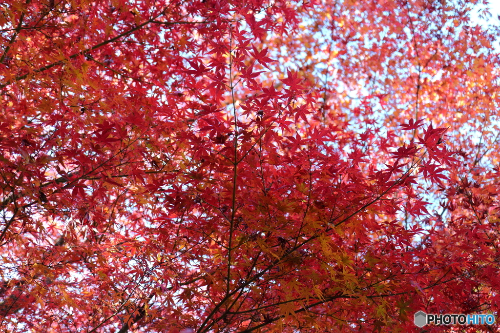 北の丸公園