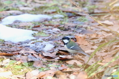 シジュウカラ