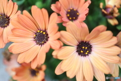 街に咲く花