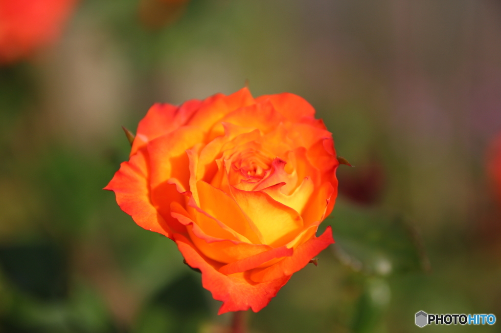 オレンジ色の薔薇