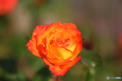 オレンジ色の薔薇