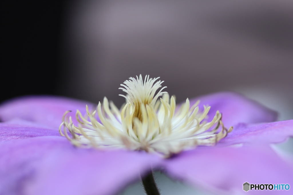 街に咲く花