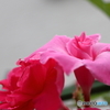 街に咲く花