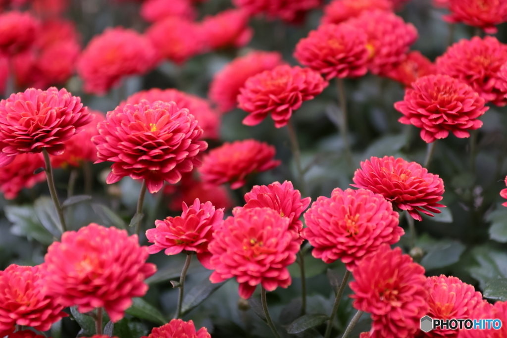神代植物公園