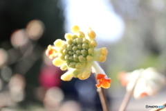 神代植物公園