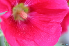 街に咲く花