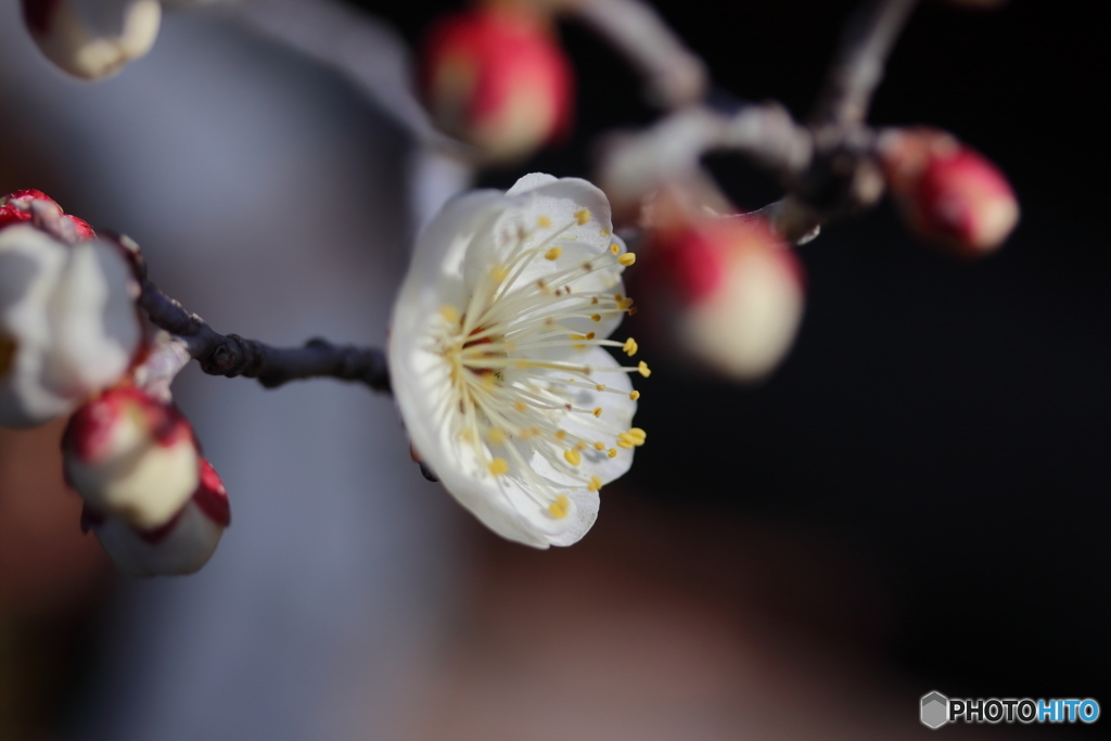 街に咲く花
