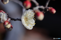 街に咲く花