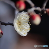 街に咲く花