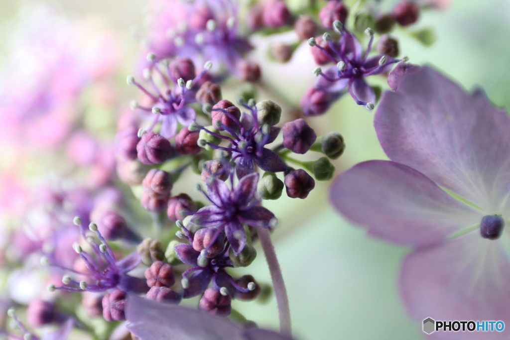 紫陽花