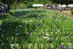 小田原城あじさい花菖蒲まつり