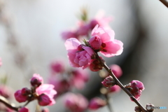 街に咲く花