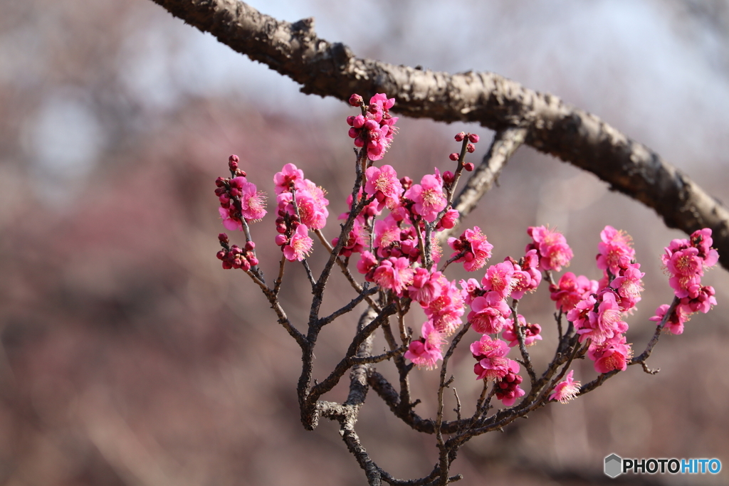 梅の花