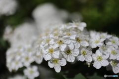 街に咲く花