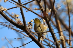 ウメジロ