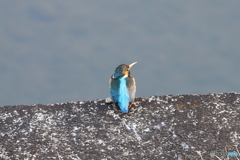カワセミ