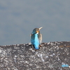 カワセミ