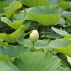 池