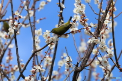 ウメジロ