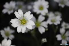 街に咲く花