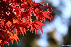 紅葉