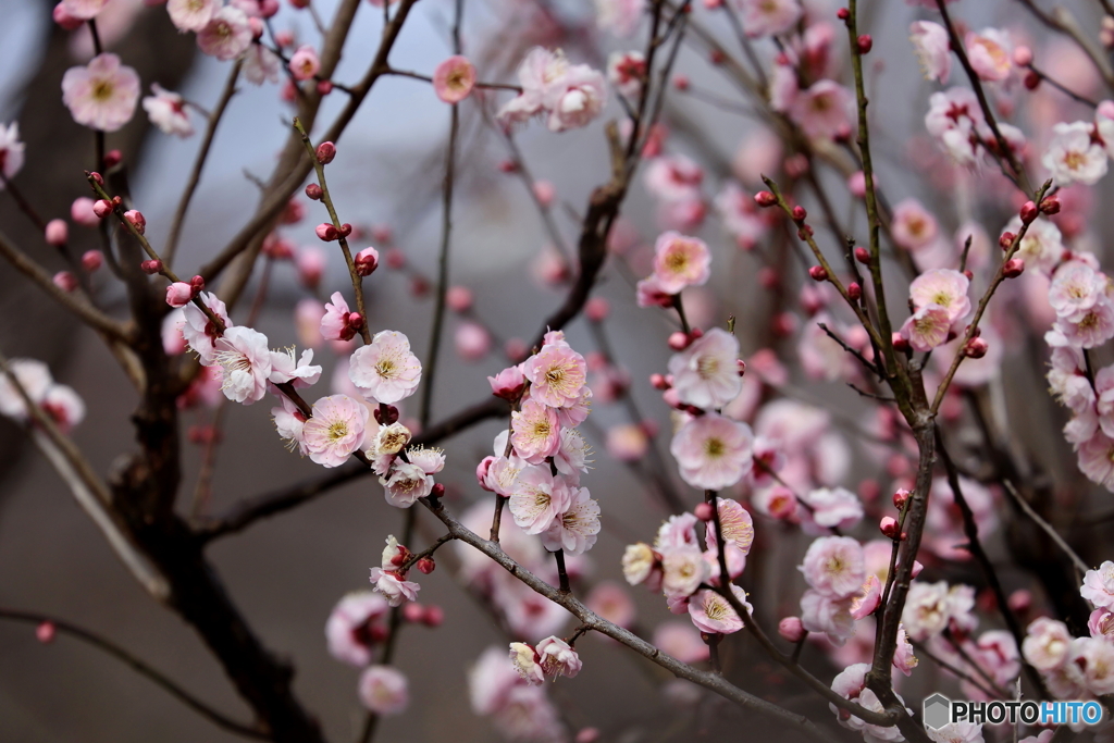 郷土の森