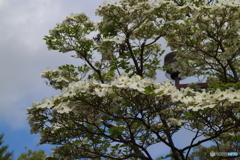 街に咲く花