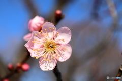 梅の花