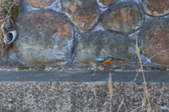 カワセミ