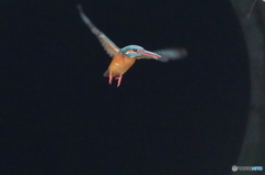 カワセミ