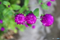 街に咲く花