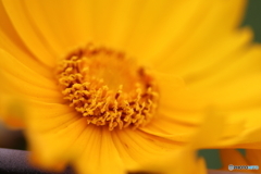 街に咲く花