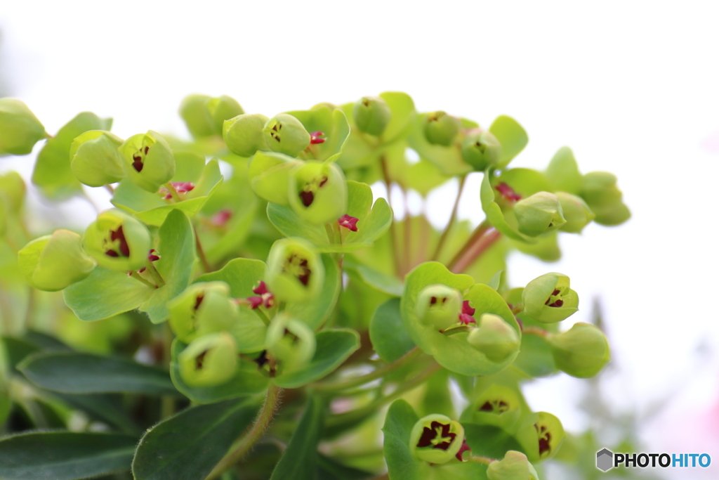 神代植物公園