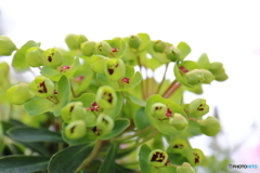 神代植物公園