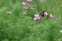 昭和記念公園