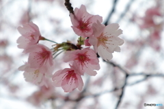 街に咲く花