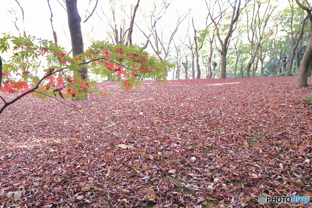 北の丸公園