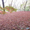 北の丸公園