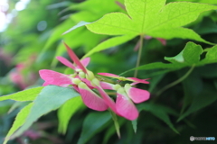 街に咲く花