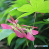 街に咲く花
