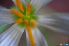 街に咲く花