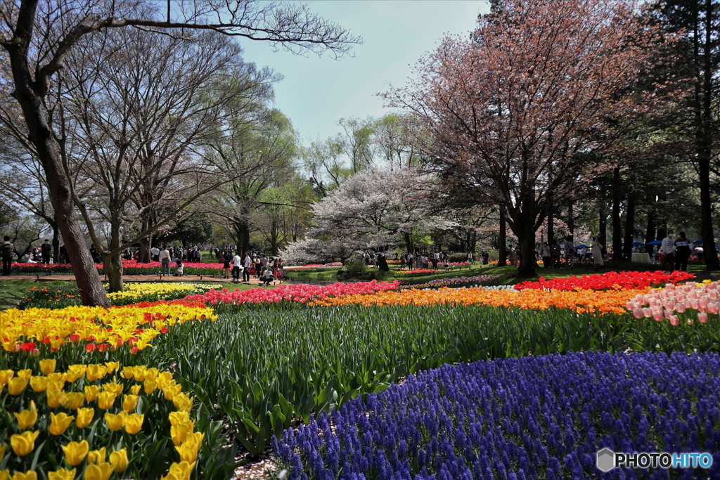 昭和記念公園 